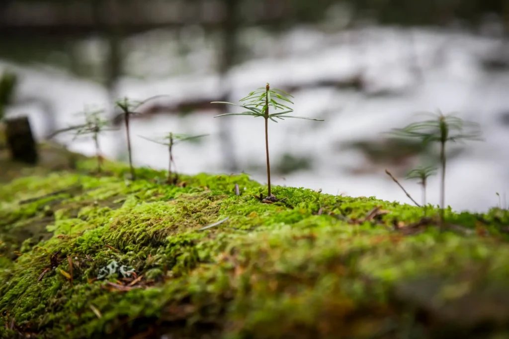 Mazi, jauni koku asniņi, kas dabiski ieauguši uz veca, apsūnojuša koka baļķa meža biezoknī.