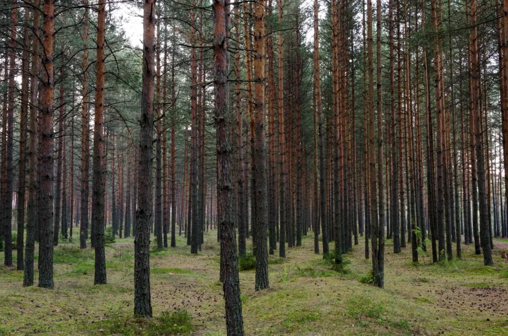 Taisni un gari priežu stumbri skaistā, augošā mežaudzē kā ilgtermiņa ieguldījums meža īpašuma apsaimniekošanā.