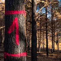 Priedes stumbrs ar sarkanu krāsu uzkrāsotu ciparu viens, iezīmējot koku pirms mežizstrādes.