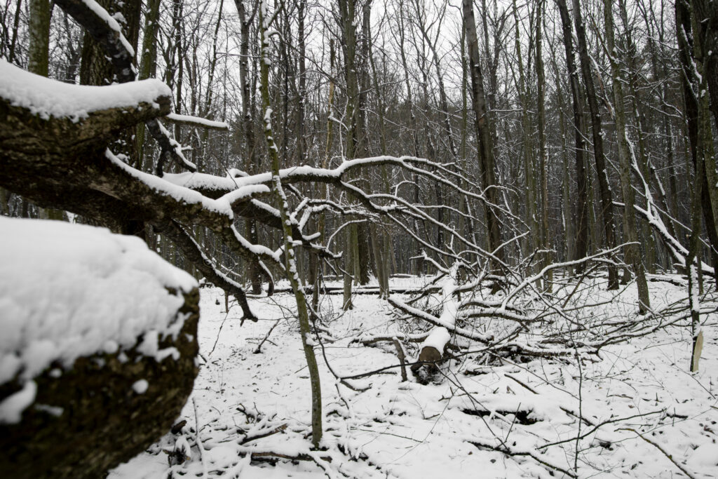 Sniegotā mežā sakrituši koki, sniegputeņa vētras rezultātā.